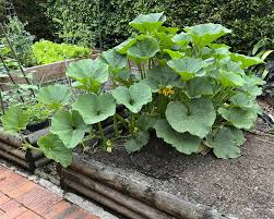 Attēlu rezultāti vaicājumam “Cucurbita pepo leaf”