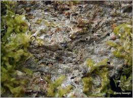 Attēlu rezultāti vaicājumam “Thelopsis rubella”