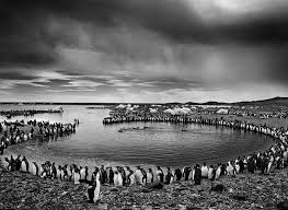 Image result for sebastiao salgado
