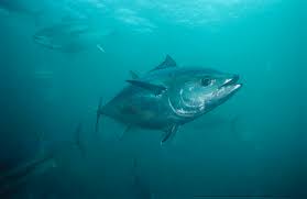 Image result for Thunnus atlanticus
