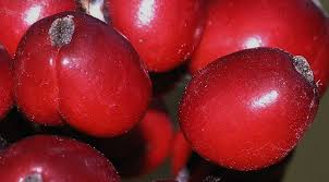 Attēlu rezultāti vaicājumam “Actaea spicata fruit”