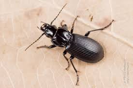 Attēlu rezultāti vaicājumam “Pterostichus melanarius”