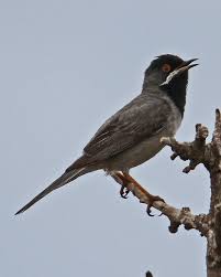 Image result for Sylvia rueppelli