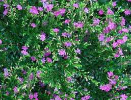 Attēlu rezultāti vaicājumam “Diachea dictyospora (syn. Craterium dictyosporum) young”