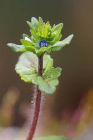 Attēlu rezultāti vaicājumam “Veronica arvensis leaf”