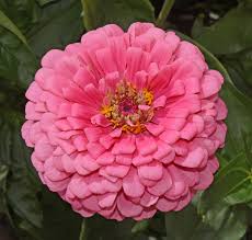 Image result for Zinnia elegans