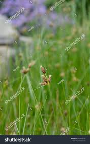 Attēlu rezultāti vaicājumam “Bolboschoenus maritimus flower”