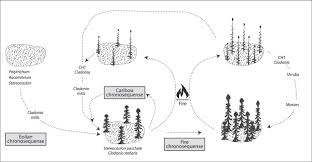 Attēlu rezultāti vaicājumam “Cladonia stellaris”