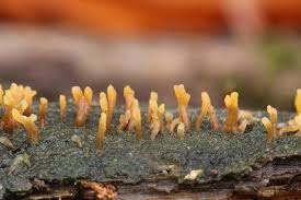 Attēlu rezultāti vaicājumam “Calocera glossoides”