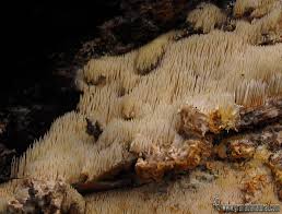 Attēlu rezultāti vaicājumam “Dentipellis fragilis”