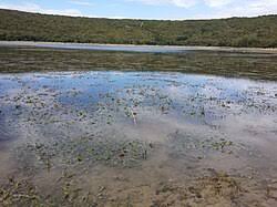 Attēlu rezultāti vaicājumam “Potamogeton lucens”