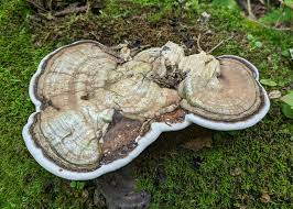Attēlu rezultāti vaicājumam “Ganoderma applanatum”
