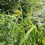 Attēlu rezultāti vaicājumam “Carex pseudocyperus fruit”