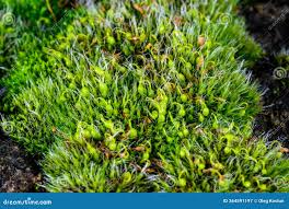 Attēlu rezultāti vaicājumam “Grimmia pulvinata sporophyte”