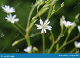Attēlu rezultāti vaicājumam “Stellaria graminea”