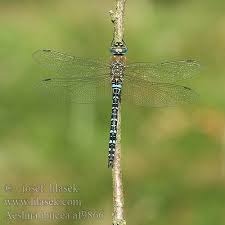 Attēlu rezultāti vaicājumam “Aeshna juncea male”