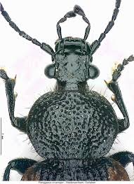 Attēlu rezultāti vaicājumam “Panagaeus cruxmajor”