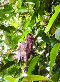 Attēlu rezultāti vaicājumam “Passer montanus adult”