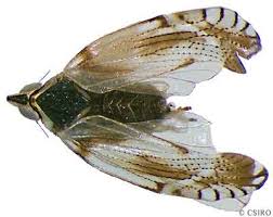 Attēlu rezultāti vaicājumam “Cixiidae”