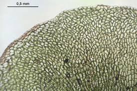 Attēlu rezultāti vaicājumam “Pellia epiphylla sporophyte”