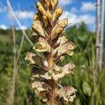 Attēlu rezultāti vaicājumam “Orobanche reticulata flower”