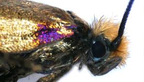 Attēlu rezultāti vaicājumam “Micropterigidae”