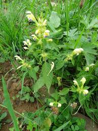 Attēlu rezultāti vaicājumam “Galeopsis speciosa”