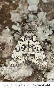 Attēlu rezultāti vaicājumam “Griposia aprilina”