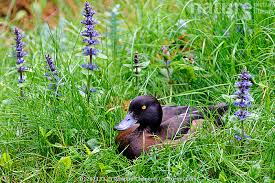 Attēlu rezultāti vaicājumam “Aythya fuligula female”