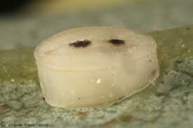 Attēlu rezultāti vaicājumam “Aleurochiton aceris”