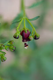 Attēlu rezultāti vaicājumam “Scrophularia umbrosa flower”