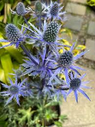 Attēlu rezultāti vaicājumam “Eryngium maritimum flower”