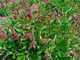 Image result for Geum rivale