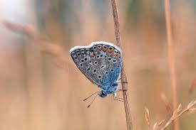 Attēlu rezultāti vaicājumam “Polyommatinae”