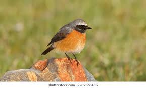 Attēlu rezultāti vaicājumam “Phoenicurus phoenicurus male”