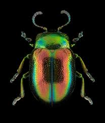 Attēlu rezultāti vaicājumam “Chrysolina fastuosa”