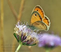 Attēlu rezultāti vaicājumam “Coenonympha pamphilus”