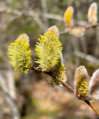 Attēlu rezultāti vaicājumam “Salix x doniana flower”