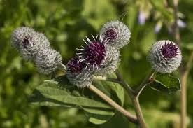 Attēlu rezultāti vaicājumam “Arctium tomentosum”