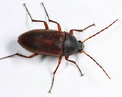 Attēlu rezultāti vaicājumam “Alleculidae”