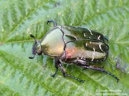 Attēlu rezultāti vaicājumam “Potosia cuprea imago”