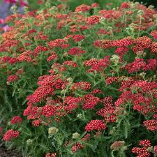 Attēlu rezultāti vaicājumam “Achillea salicifolia flower”