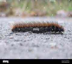 Attēlu rezultāti vaicājumam “Macrothylacia rubi larva”