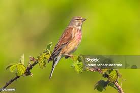 Attēlu rezultāti vaicājumam “Carduelis cannabina male”