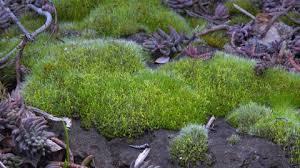 Attēlu rezultāti vaicājumam “Grimmia pulvinata sporophyte”