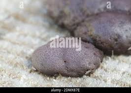 Attēlu rezultāti vaicājumam “Amaurochaete sp.”