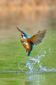 Attēlu rezultāti vaicājumam “Diderma testaceum sessile”