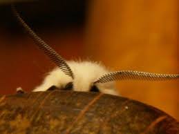 Attēlu rezultāti vaicājumam “Ennomos alniaria”