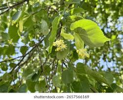 Attēlu rezultāti vaicājumam “Tilia x moltkei leaf”