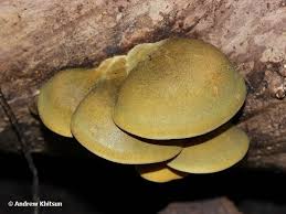 Attēlu rezultāti vaicājumam “Panellus serotinus”